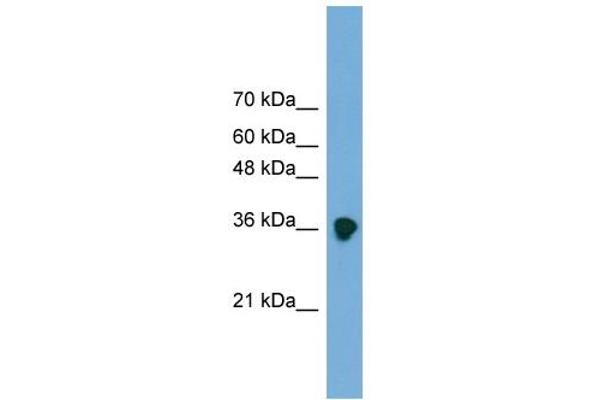 FRZB antibody  (Middle Region)