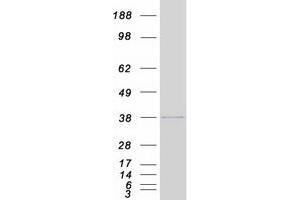 Validation with Western Blot (HIST1H1C Protein (Myc-DYKDDDDK Tag))