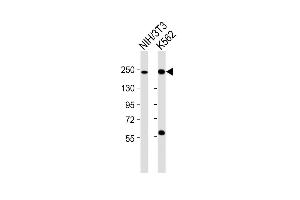 All lanes : Anti-Smarca4 Antibody (C-term) at 1:2000 dilution Lane 1: NIH/3T3 whole cell lysates Lane 2: K562 whole cell lysates Lysates/proteins at 20 μg per lane. (SMARCA4 antibody  (C-Term))