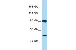 Western Blotting (WB) image for anti-Papilin, Proteoglycan-Like Sulfated Glycoprotein (PAPLN) (C-Term) antibody (ABIN2790490) (PAPLN antibody  (C-Term))