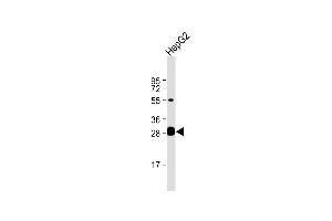 Anti-DCI Antibody (C-term) at 1:1000 dilution + HepG2 whole cell lysate Lysates/proteins at 20 μg per lane. (DCI antibody  (C-Term))