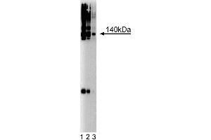 Western blot analysis of Brevican on a rat cerebrum lysate. (BCAN antibody  (AA 232-394))