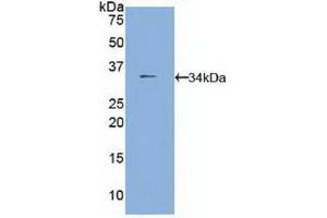 Western blot analysis of recombinant Mouse FUCa1. (FUCA1 antibody  (AA 185-447))