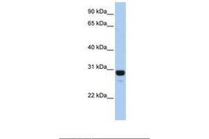 AMN1 antibody  (N-Term)