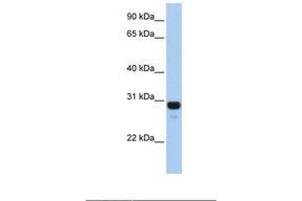 AMN1 antibody  (N-Term)