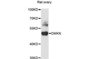 Western blot analysis of extracts of rat ovary, using DMKN antibody (ABIN6290315) at 1:3000 dilution.