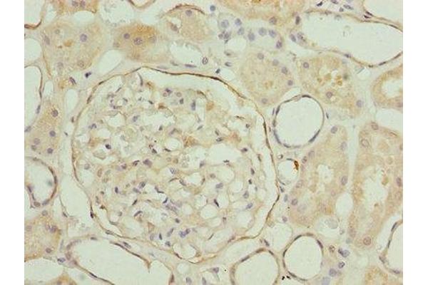 LRRN2 antibody  (AA 201-500)