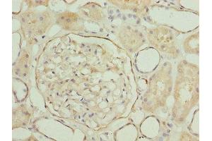 Immunohistochemistry of paraffin-embedded human kidney tissue using ABIN7158086 at dilution of 1:100 (LRRN2 antibody  (AA 201-500))