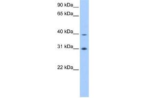 EIF3H antibody used at 0. (EIF3H antibody  (C-Term))