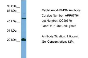 WB Suggested Anti-HEMGN  Antibody Titration: 0. (HEMGN antibody  (N-Term))