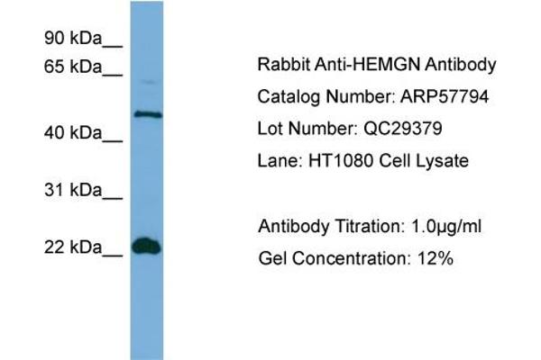 HEMGN anticorps  (N-Term)