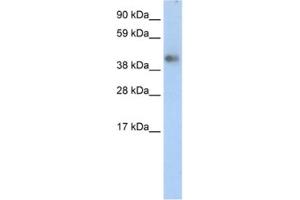 Western Blotting (WB) image for anti-Zinc Finger Protein 620 (ZNF620) antibody (ABIN2460288)