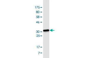 Western Blot detection against Immunogen (34. (SYVN1 antibody  (AA 238-318))