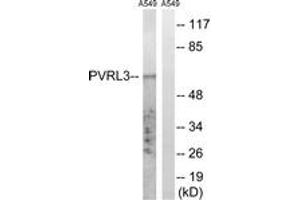 Western blot analysis of extracts from A549 cells, using PVRL3 Antibody. (nectin-3 antibody  (AA 184-233))