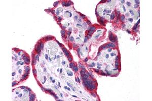 Immunohistochemistry (IHC) image for anti-Leptin (LEP) (N-Term) antibody (ABIN502159) (Leptin antibody  (N-Term))