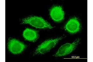 Immunofluorescence (IF) image for anti-DnaJ (Hsp40) Homolog, Subfamily C, Member 11 (DNAJC11) (AA 1-507) antibody (ABIN527634)