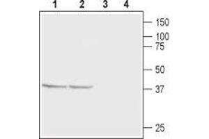 Western blot analysis of rat (lanes 1 and 3) and mouse (lanes 2 and 4) brain membranes: - 1,2. (CABP1 antibody  (C-Term, Intracellular))