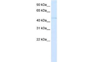 WB Suggested Anti-PAX3 Antibody Titration:  0. (Paired Box 3 antibody  (C-Term))
