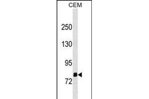 OLFML2B Antibody (N-term) (ABIN1881593 and ABIN2838751) western blot analysis in CEM cell line lysates (35 μg/lane).