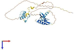 DPPA4 Protein (AA 1-296) (His tag)