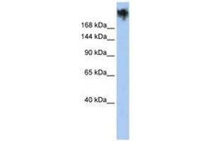 PKDREJ antibody  (AA 935-984)