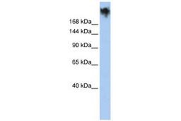 PKDREJ antibody  (AA 935-984)