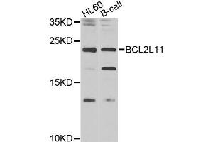 Western blot analysis of extracts of various cell lines, using BCL2L11 antibody (ABIN5970120) at 1/1000 dilution. (BIM antibody)