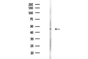 Western blot analysis of lysates from Mouse lung, using ACTR3 Antibody at 1/1000 dilution.