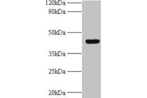 Western blot All lanes: UBE2Q2 antibody at 2 μg/mL + A431 whole cell lysate Secondary Goat polyclonal to rabbit IgG at 1/10000 dilution Predicted band size: 43, 37, 41, 39 kDa Observed band size: 43 kDa (UBE2Q2 antibody  (AA 1-375))