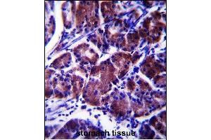 LYPL1 Antibody (Center) (ABIN657876 and ABIN2846832) immunohistochemistry analysis in formalin fixed and paraffin embedded human stomach tissue followed by peroxidase conjugation of the secondary antibody and DAB staining. (LYPL1 antibody  (AA 88-117))