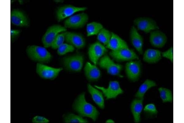 RND1 antibody  (AA 1-106)