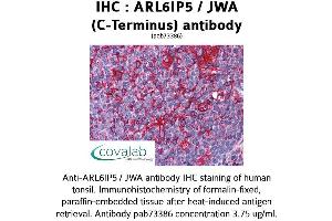 Image no. 2 for anti-ADP-Ribosylation-Like Factor 6 Interacting Protein 5 (Arl6ip5) (C-Term) antibody (ABIN1731951) (ARL6IP5 antibody  (C-Term))