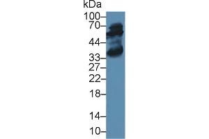 Western blot analysis of Rat Liver lysate, using Rabbit Anti-Human ALT Antibody (2 µg/ml) and HRP-conjugated Goat Anti-Rabbit antibody (abx400043, 0.