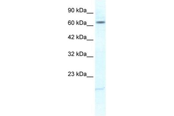 KCNH6 antibody
