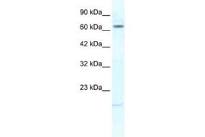 KCNH6 antibody used at 1. (KCNH6 antibody)