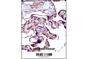 NEDD9 Antibody immunohistochemistry analysis in formalin fixed and paraffin embedded human placenta tissue followed by peroxidase conjugation of the secondary antibody and DAB staining.