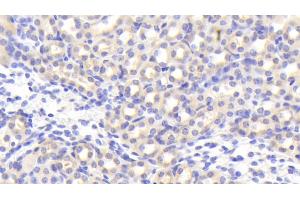 Detection of EGFL7 in Mouse Kidney Tissue using Polyclonal Antibody to EGF Like Domain Protein, Multiple 7 (EGFL7) (EGF Like Domain Protein, Multiple 7 (AA 22-275) antibody)
