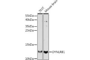 Western blot analysis of extracts of various cell lines, using DYNLRB1 antibody (ABIN7266866) at 1:770 dilution. (DYNLRB1 antibody  (AA 1-63))