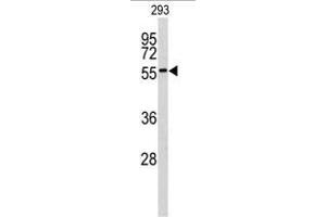Western blot analysis of MNK2 (MKNK2) antibody (C-term) in 293 cell line lysates (35ug/lane).