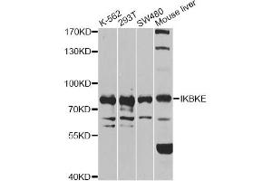 Western blot analysis of extracts of various cell lines, using IKBKE antibody (ABIN6292135) at 1:1000 dilution. (IKKi/IKKe antibody)