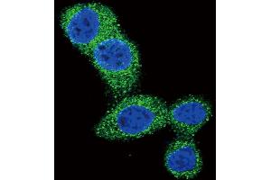 Confocal immunofluorescent analysis of Puma BH3 Domain Antibody (ABIN388112 and ABIN2846254) with Hela cell followed by Alexa Fluor 488-conjugated goat anti-rabbit lgG (green). (PUMA antibody  (AA 119-154))