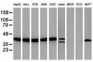 Image no. 2 for anti-PIH1 Domain Containing 2 (PIH1D2) antibody (ABIN1500197) (PIH1D2 antibody)