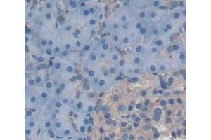 IHC-P analysis of Human Tissue, with DAB staining. (FLRT3 antibody  (AA 29-152))