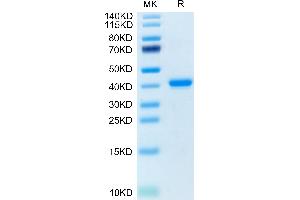 TNFRSF12A Protein (AA 28-80) (Fc Tag)