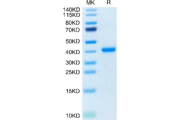 TNFRSF12A Protein (AA 28-80) (Fc Tag)