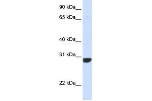 PNPO antibody used at 1 ug/ml to detect target protein.