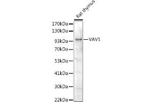 Western blot analysis of extracts of Rat thymus, using V antibody (ABIN7271302) at 1:1000 dilution. (VAV1 antibody  (AA 100-200))