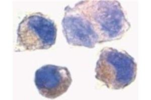 Image no. 3 for anti-ADAM Metallopeptidase Domain 10 (ADAM10) (AA 732-748) antibody (ABIN319033) (ADAM10 antibody  (AA 732-748))