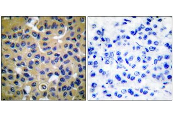 COL2 antibody  (N-Term)