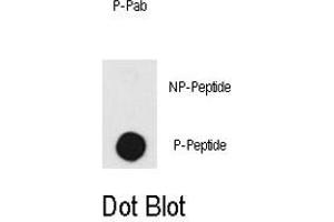 Dot blot analysis of PRKDC (phospho T2609) polyclonal antibody  on nitrocellulose membrane.